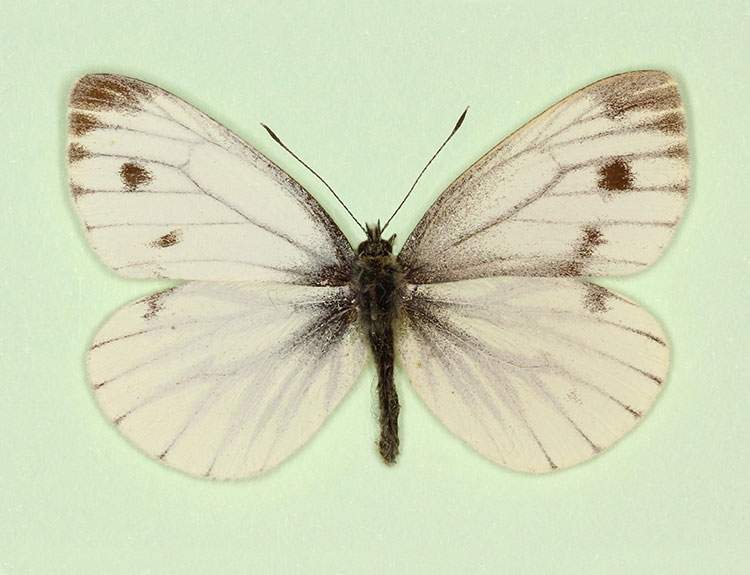 Pieris napi (gynandromorph B) (Internet Image property of respective owner, non-commercial use only)